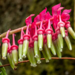 Aechmea fendleri - Bromeliaceae-3894
