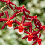 Aloha sparks - Orchidaceae-3923