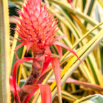 Ananas bracteatus - Red Pineapple-3907