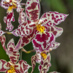 Margarete holm alpine - Orchidaceae-3831