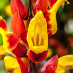 Mysore-winde - Acanthaceae-3859