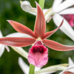 Phaius tankervilleae - Orchidaceae-3919