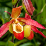 Phragmipedium living fire - Orchidaceae-3872