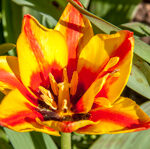 Tulp-Tulipa-4436