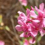 Nerium oleander - Apocynaceae-5746