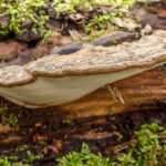 Platte tonderzwam - Ganoderma applanatum