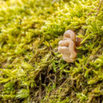 Viltig judasoor – Auricularia mesenterica