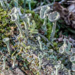 Kopjes bekermos - Cladonia fimbriata-7983