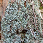 Smal bekermos - Cladonia coniocraea-7907