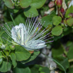 Kappertjesplant - Capparis spinosa-1583