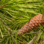 Aleppoden - Pinus halepensis-3355