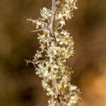 Witte asperge - Asparagus albus -3418