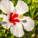 Chinese roos - Hibiscus rosa-sinensis-3414