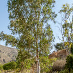 Eucalyptus camaldulensis - 3157