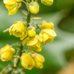 Mahonie - Berberis aquifolium Pursh-3571
