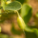 Syrische bean-caper - Zygophyllum fabago-3292