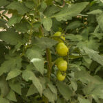 Tomatenplant - Solanum lycopersicum-3508
