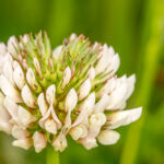 Witte klaver - Trifolium repens-3041