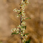 Bijvoet bloem - Artemisia vulgaris-4835