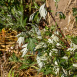 Bijvoet plant - Artemisia vulgaris-4832