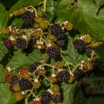 Braam - Rubus sectie moriferi-4716