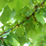 Zoetekers - Prunus avium-2345