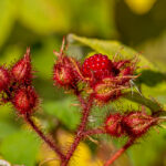 Japanse wijnbes - Rubus phoenicolasius-4789