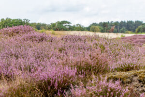 Struikheide op de Zuiderheide,