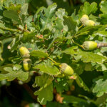 Zomereik blad en vrucht - Quercus robur-4809