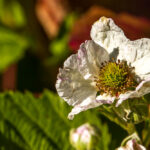 bloem van de Braam - Rubus-4781