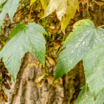 Gewone esdoorn blad - Acer pseudoplatanus-5071