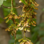 Gewone esdoorn vrucht - Acer pseudoplatanus-5069