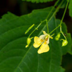 Klein springzaad - Impatiens parviflora-4919