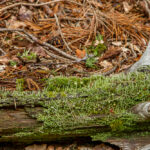 Smal bekermos - Cladonia coniocraea-4897