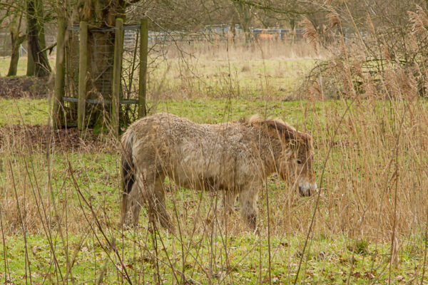 Przewalskipaarden - Equus ferus