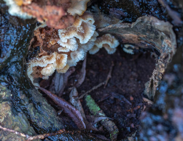 Wilgenbos, schimmels
