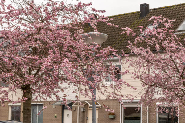 Pekelmeerpad, Almere