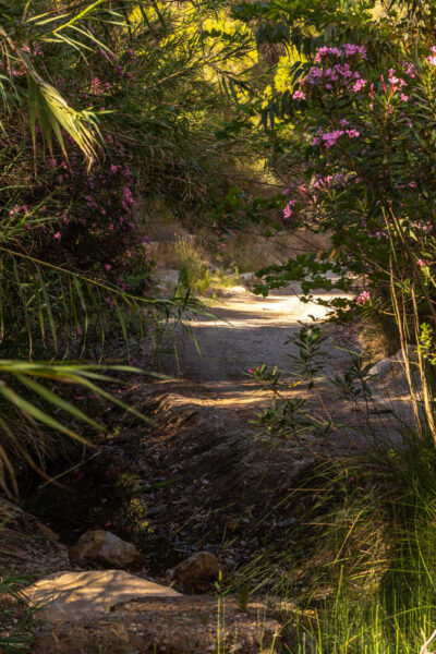 Oleander