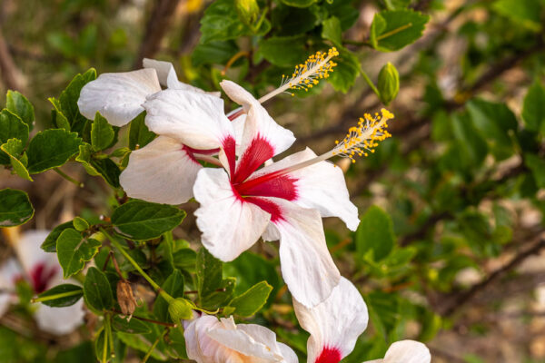 Althaeastruik - Hibiscus syriacus