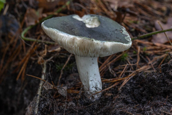 Berijpte russula-2185