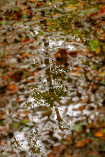 Boom in het water-7368