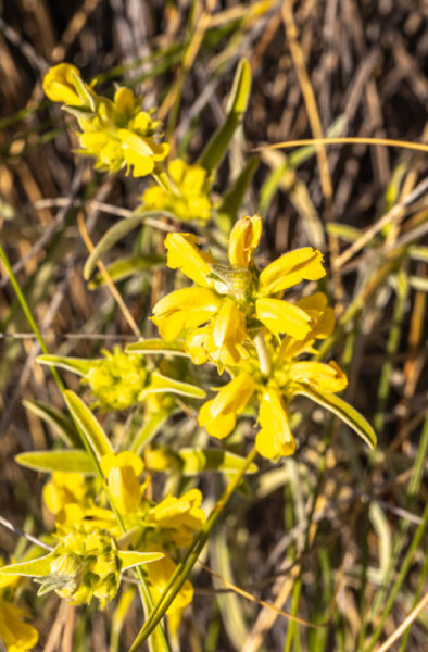 Genista umbellata