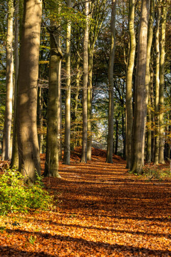 Bomenlaan Landgoed Groenenveld-2166