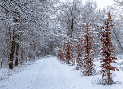 Kotterbos dik in de sneeuw
