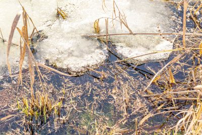 Rondje Oostvaardersplassen 5,6 km